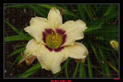 Pale Yellow Lily